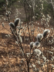 Salix gracilistyla