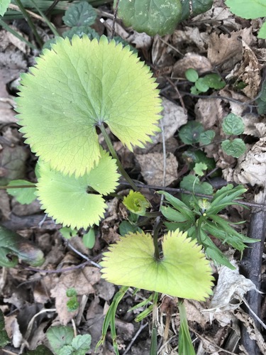 Kashubian Buttercups