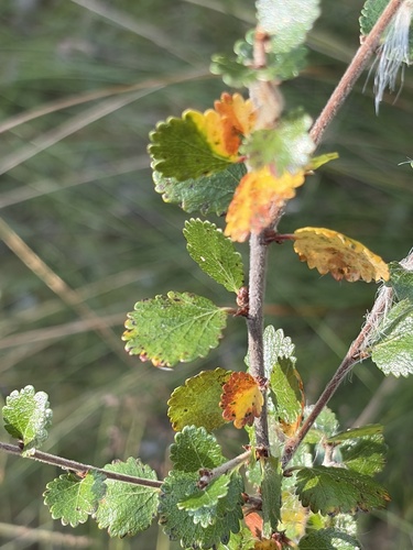 Dwarf Birch