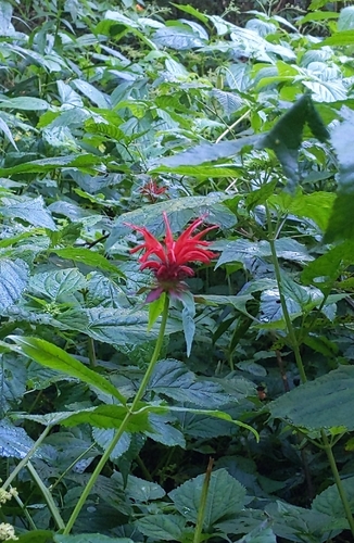 Monarda didyma
