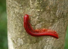 Centrobolus anulatus