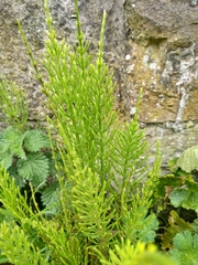 Equisetum arvense