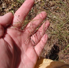Eragrostis curtipedicellata