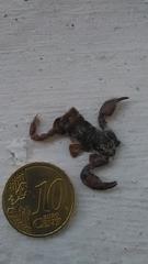 Euscorpius tergestinus