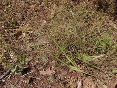 Eragrostis curtipedicellata