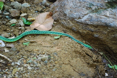 Leptophis diplotropis forreri