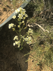 Melanthieae