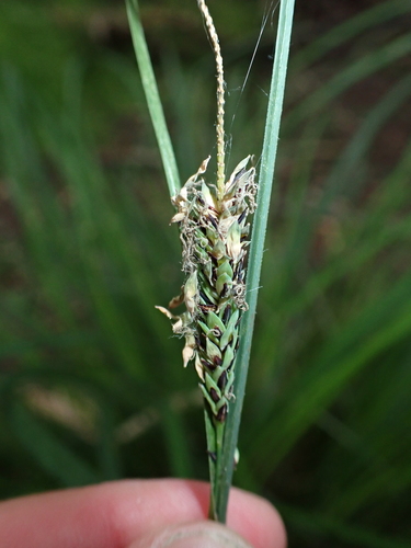 Carex elata, photograph 1