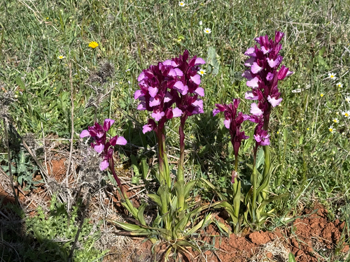 Pink-butterfly Orchid