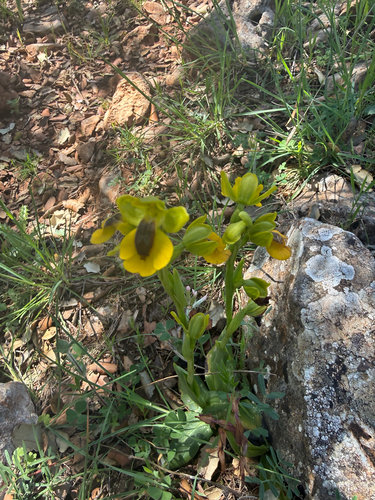Yellow Bee-orchid