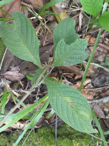 Heliotropium verdcourtii, 2026-07-17