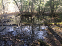 Lithobates sylvaticus