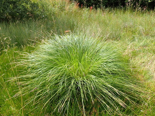 Carex elata
