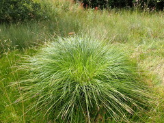 Carex elata