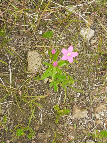 Centaurium littorale, photograph 5
