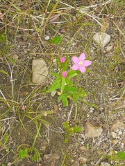 Centaurium littorale, photograph (c) Anne Heckmann, some rights reserved (CC BY)