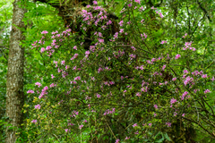 Rhododendron noriakianum