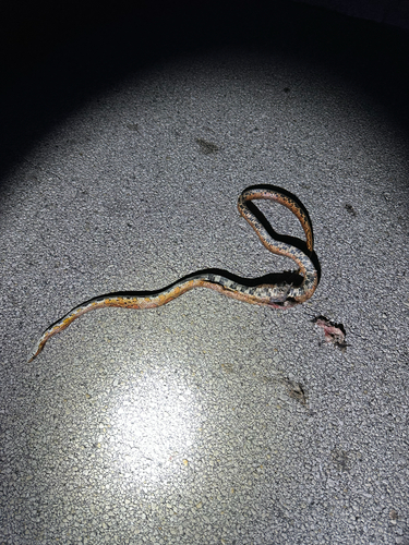 Red Cornsnake observed by ssummo58