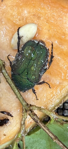 Olive Flower Beetle photo 4