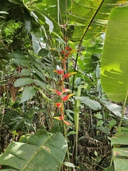 Heliconia platystachys, photograph (c) Scott Harris, some rights reserved (CC BY)