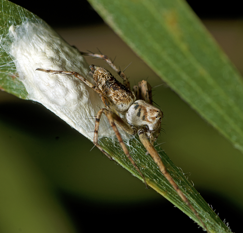 Variable Lynx Spider