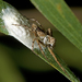 Variable Lynx Spider - Photo (c) tjeales, some rights reserved (CC BY-SA), uploaded by tjeales