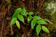 Vaccinium japonicum lasiostemon