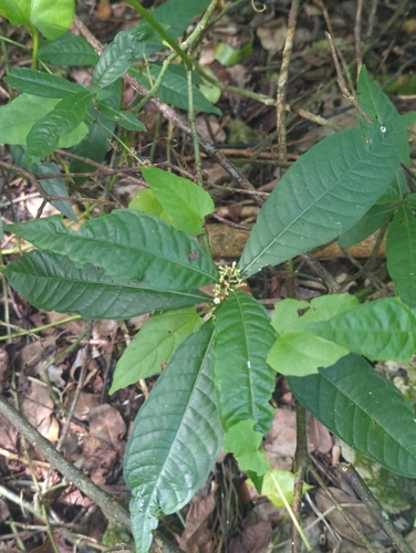 Psychotria tenuifolia, photograph 4