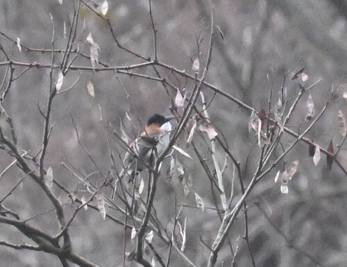 Chestnut Bulbul