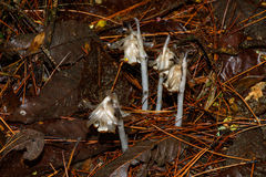 Monotropastrum humile glaberrimum