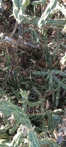 tree cholla