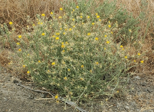 Yellow Star-Thistle