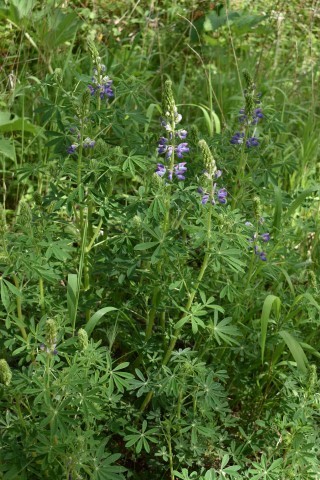 Image of Lupinus rivularis by (c) Gail A Baker, some rights reserved (CC BY)