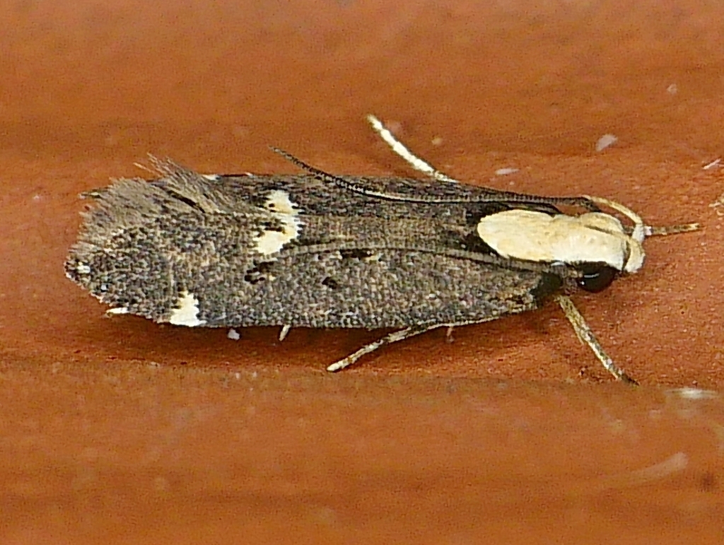 Chionodes phalacra