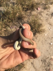 Sonora taylori