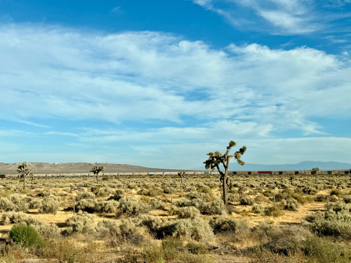 Western Joshua Tree
