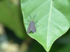 Ctenucha