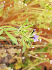 Allophyllum gilioides gilioides