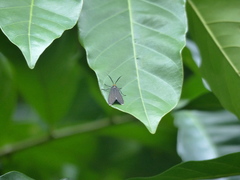 Ctenucha