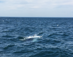 Balaenoptera borealis