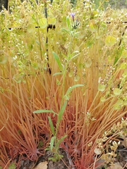 Allophyllum gilioides gilioides