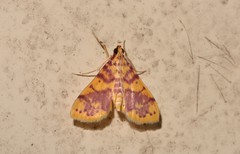 Conogethes haemactalis