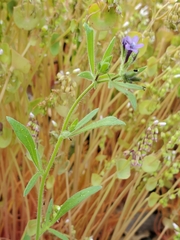 Allophyllum gilioides gilioides