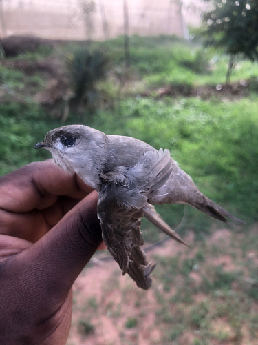 African Palm Swift