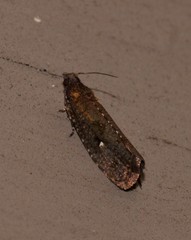 Cryptaspasma sordida