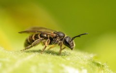 Halictus quadricinctus