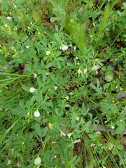Acmispon parviflorus