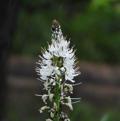 Asphodelus albus