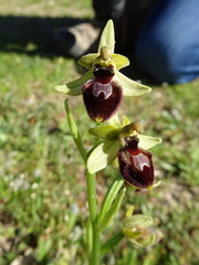 Ophrys exaltata