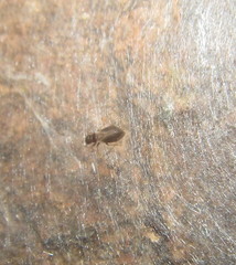 Archipsocidae